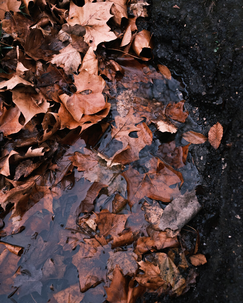 Dead Leaves and the Dirty Ground by johnmaguire