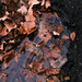 Dead Leaves and the Dirty Ground by johnmaguire