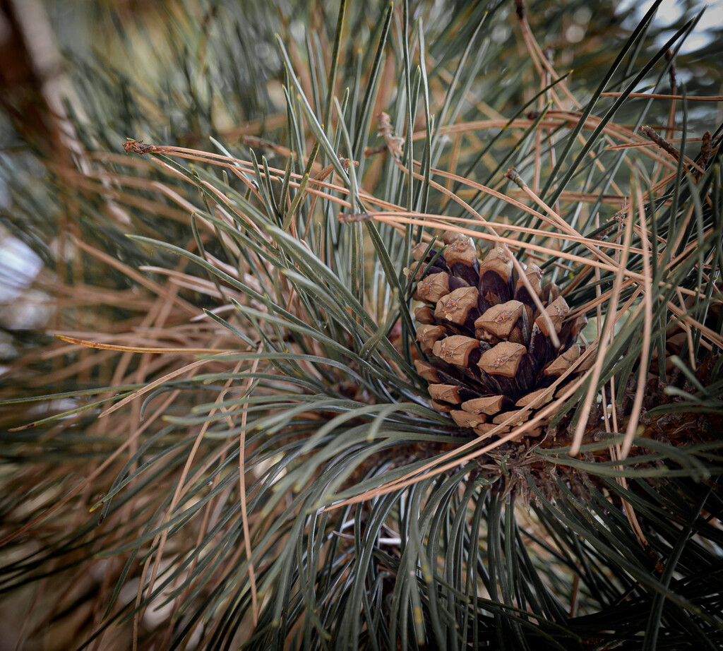 Pine cone  by theredcamera