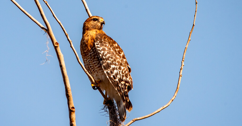 Red Shouldered Hawk, Keeping an Eye Out! by rickster549
