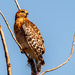 Red Shouldered Hawk, Keeping an Eye Out! by rickster549