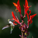 Hummingbird On Cana Lily by cwbill