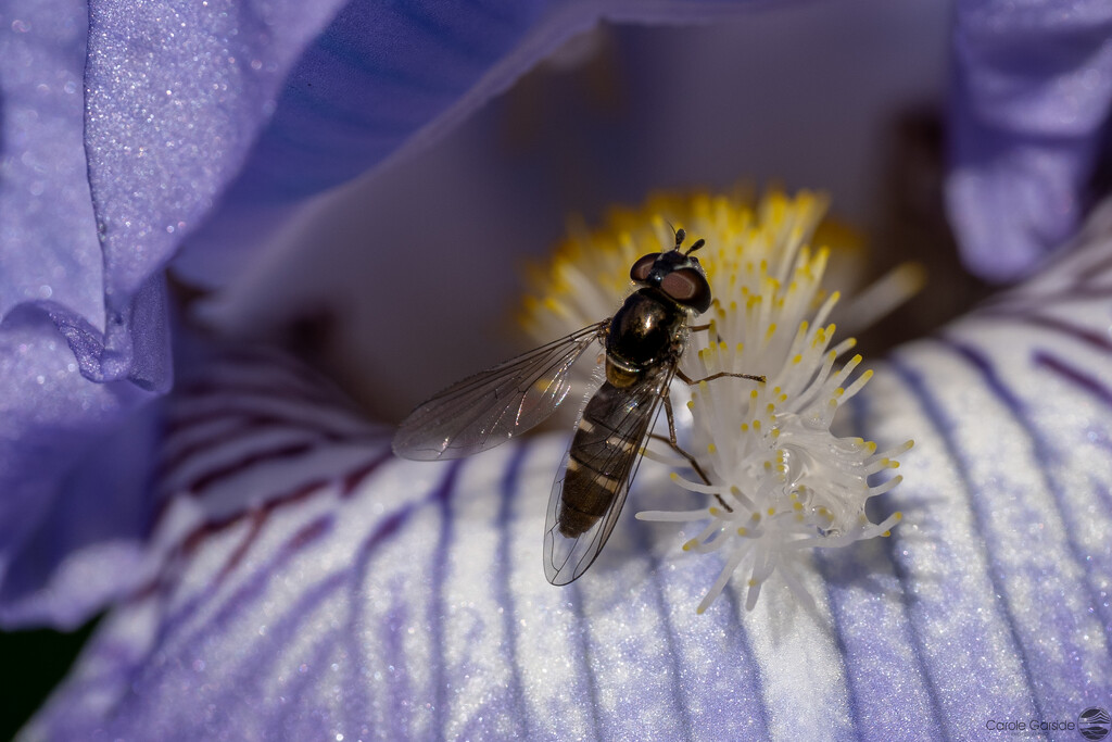 Hoverfly by yorkshirekiwi
