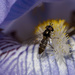 Hoverfly by yorkshirekiwi