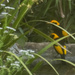 Regent Bower Birds
