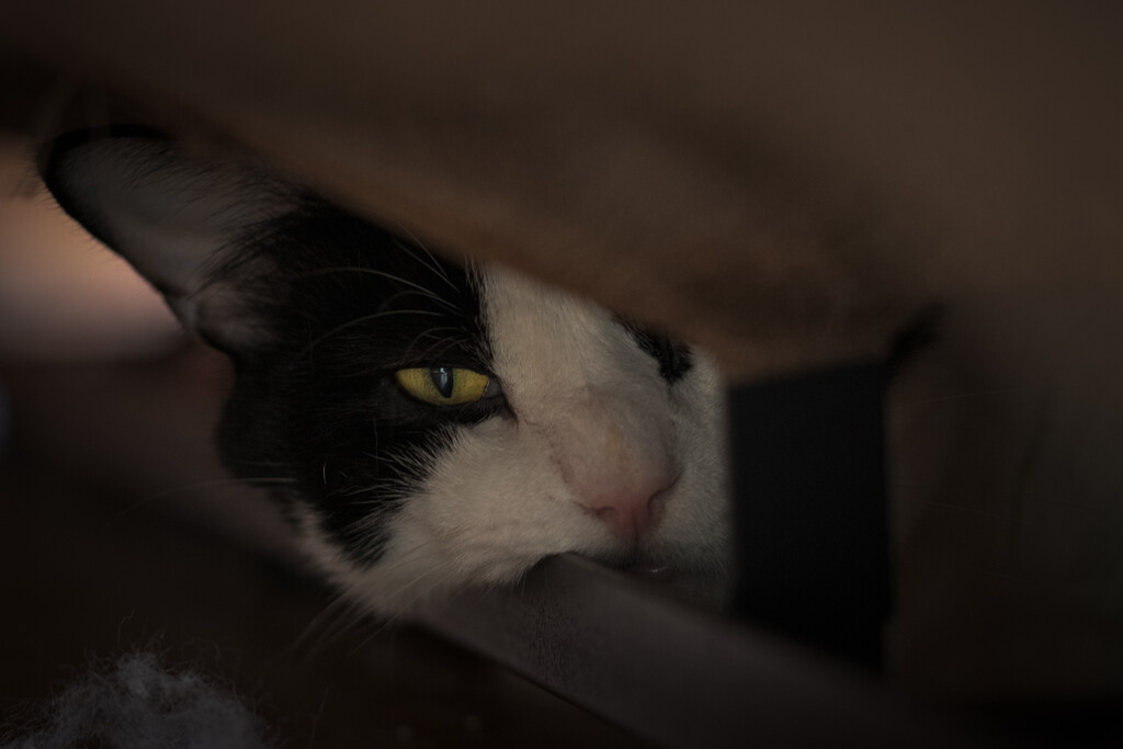 Sylvester's Favorite Hiding Spot by swchappell