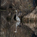 Heron With Cypress Knee by timerskine