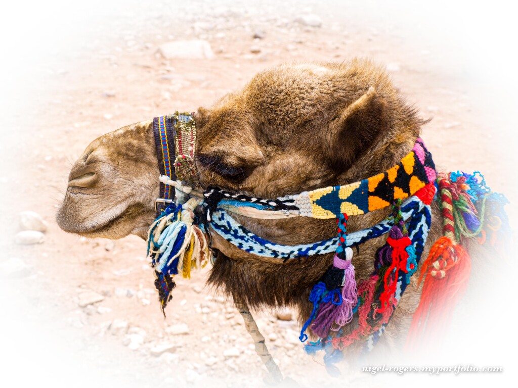 Colourful Camel by nigelrogers