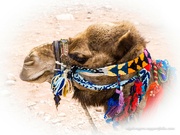30th Nov 2022 - Colourful Camel