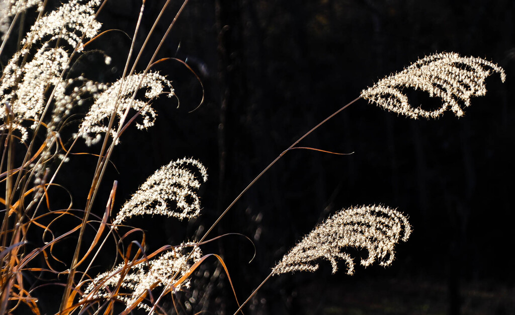 Sunlit ornamental grass plumes by mittens