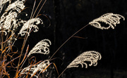 30th Nov 2022 - Sunlit ornamental grass plumes