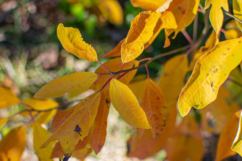 Sassafras turns yellow... by thewatersphotos