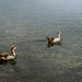 Egyptian Geese by dkellogg
