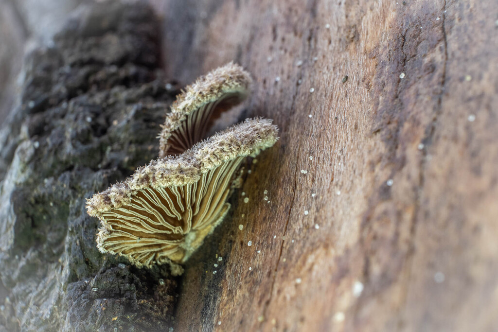 A winter fungi by haskar