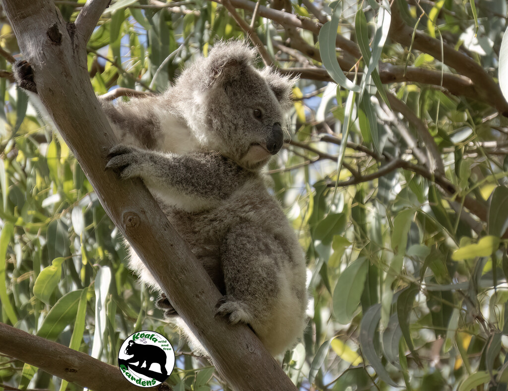 pretty in repose by koalagardens