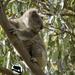 pretty in repose by koalagardens