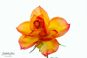 30th Nov 2022 - Orange rose