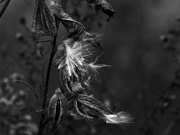 30th Nov 2022 - low-key milkweed seeds