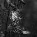 low-key milkweed seeds by rminer