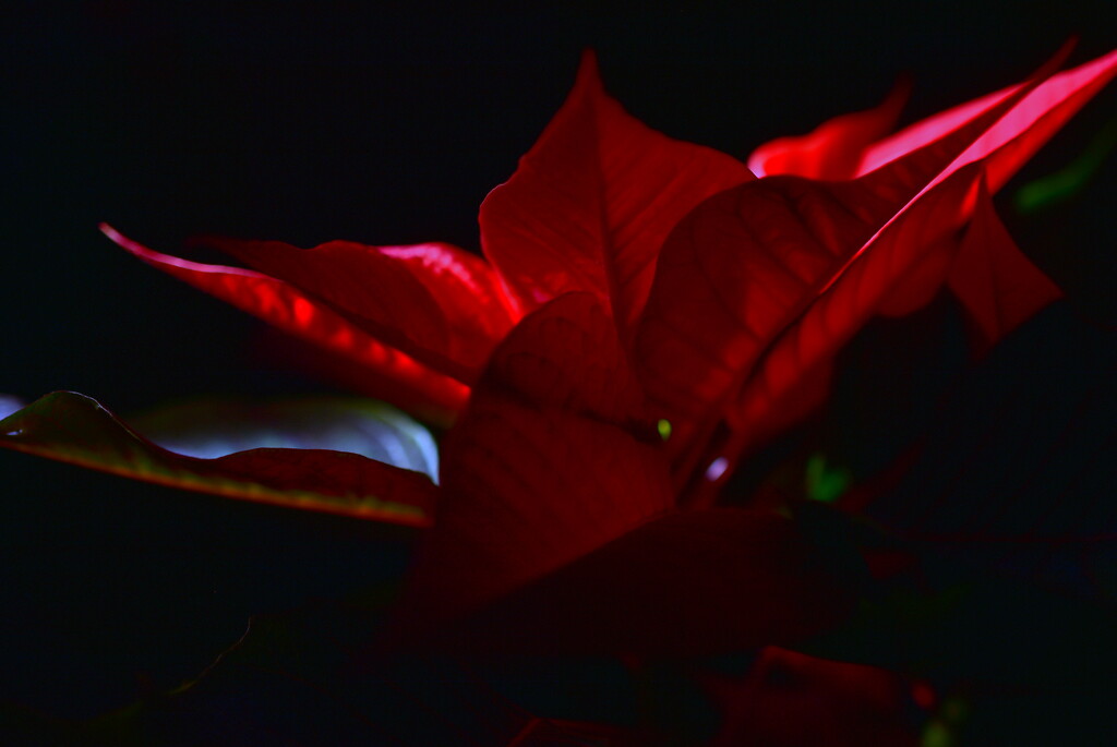 Poinsettia Light by jayberg