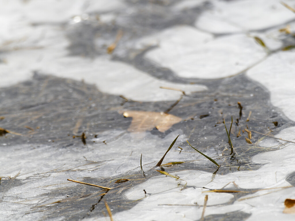 Leaf frozen in ice_DxO by rminer