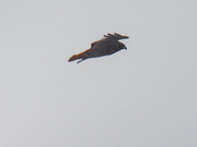 30th Nov 2022 - red-tailed hawk 
