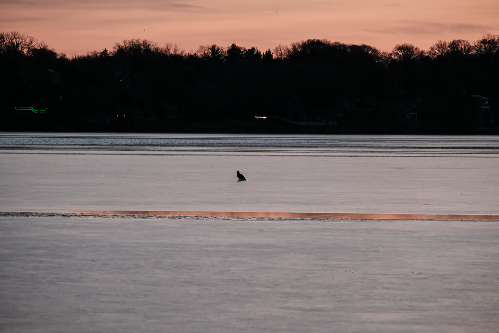 Eagle on the Ice at dawn  by tosee