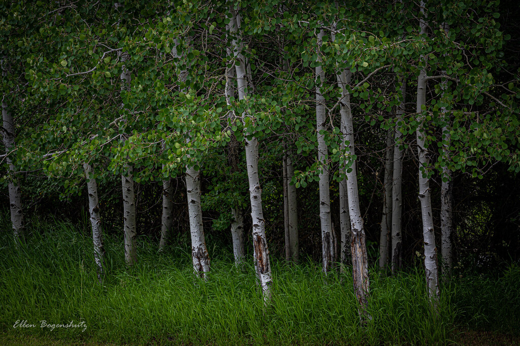 Aspen contrast   by theredcamera