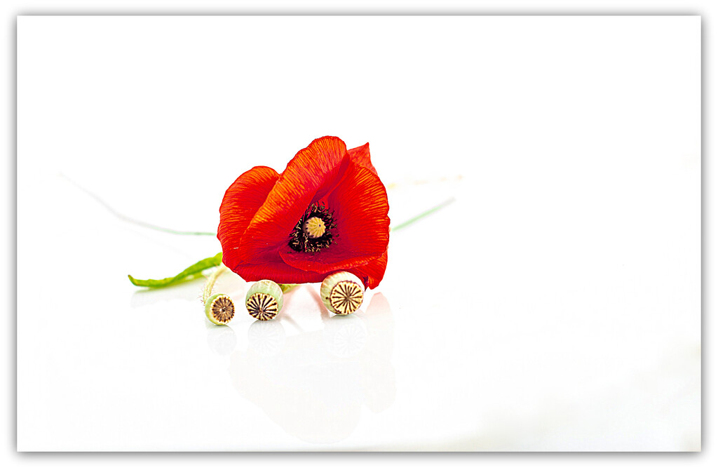 Playing with Poppies.. by julzmaioro