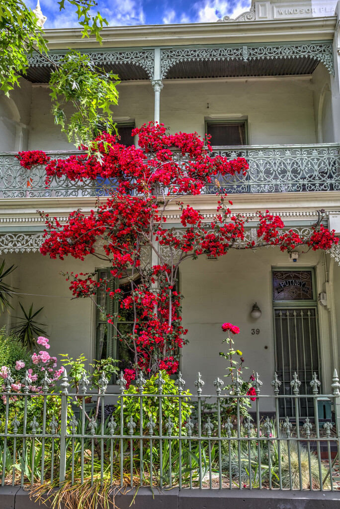 Climbing Roses by briaan