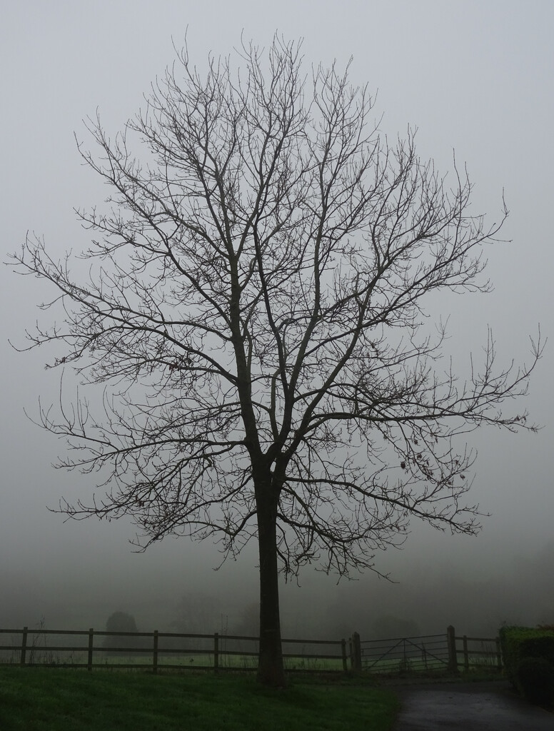 A foggy morning by marianj