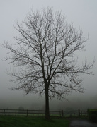 29th Nov 2022 - A foggy morning