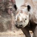Rhino by randy23