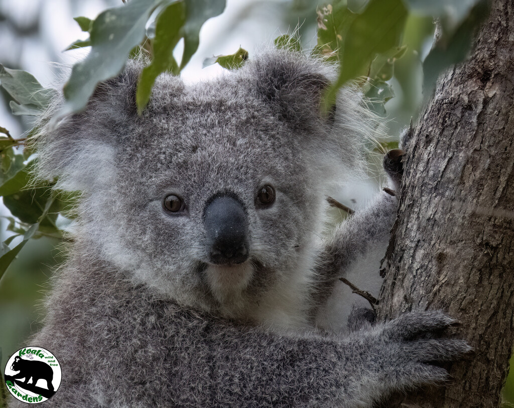 the face of life itself by koalagardens