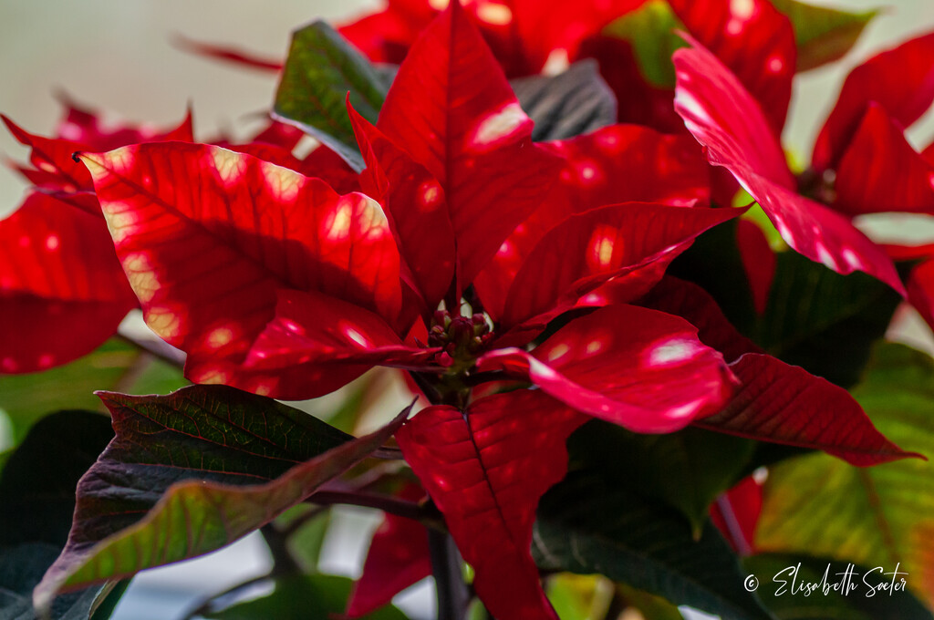 Poinsettia with dots by elisasaeter