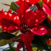Poinsettia with dots