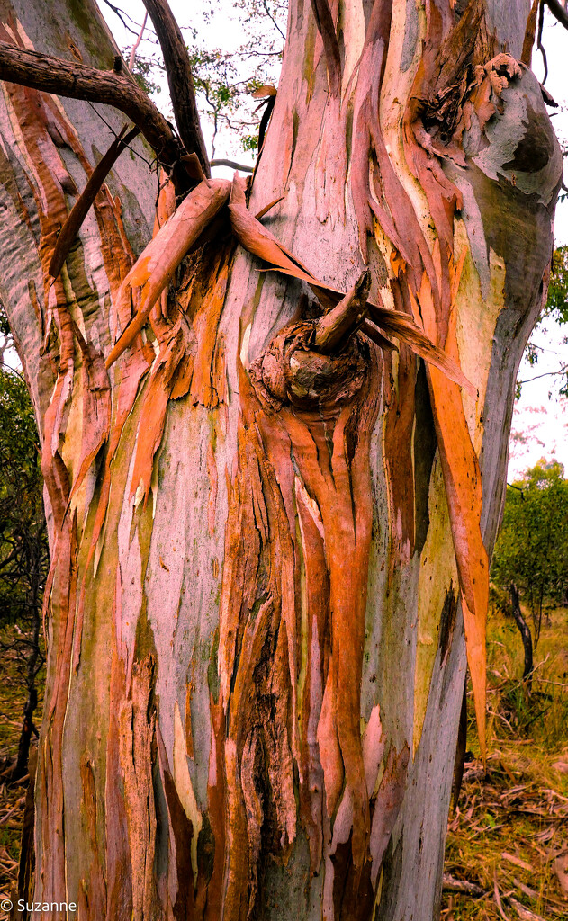 Eucalypt bark by ankers70