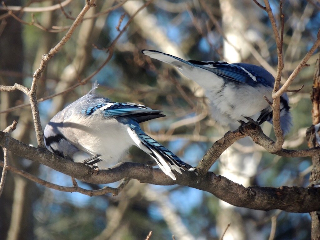 Blue Jays by sunnygreenwood