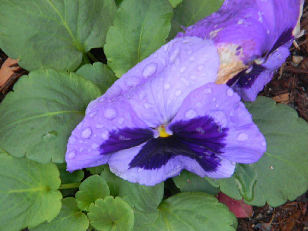 Purple Flower with Raindrops  by sfeldphotos