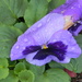 Purple Flower with Raindrops 