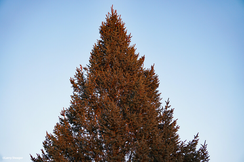 Sunset on evergreen Tree by larrysphotos