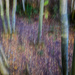 ICM Forest Floor in Autumn by theredcamera