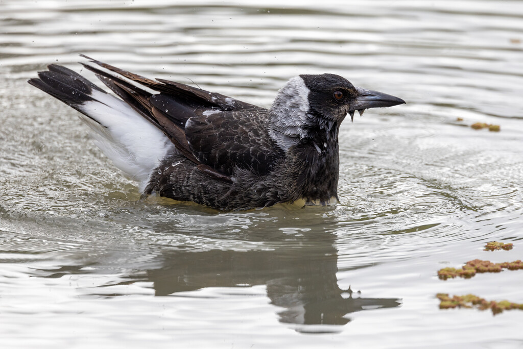 Magpie bath by flyrobin