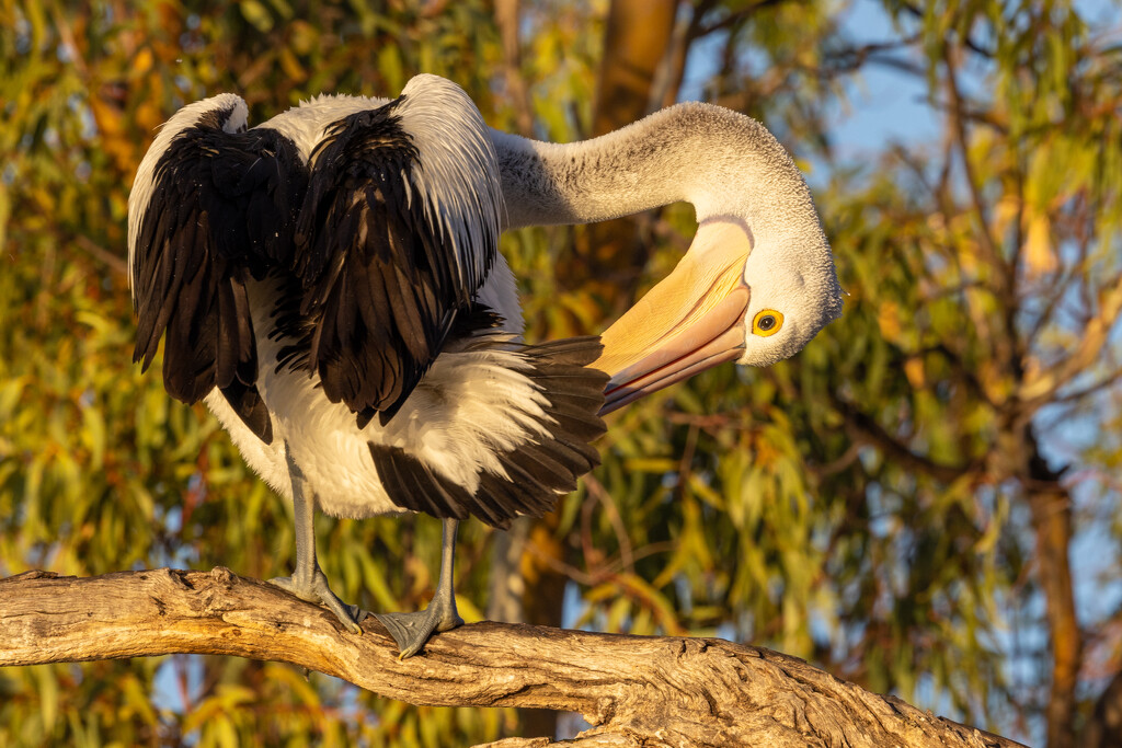 Golden pelican by flyrobin