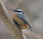 14th Jan 2018 - Red-breasted Nuthatch
