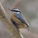 Red-breasted Nuthatch by sunnygreenwood