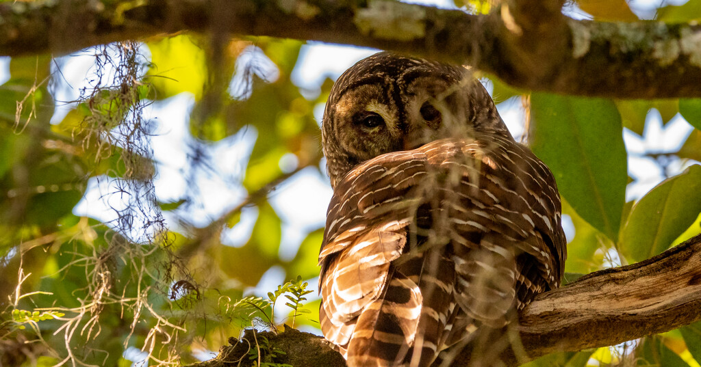 Barred Owl! by rickster549
