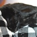 Sleepy Kitty by metzpah