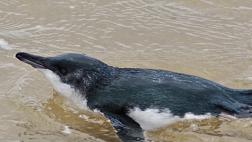 A little blue penguin in quite close to shore , did a little paddling to take photos  by Dawn