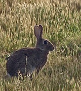 1st Dec 2022 - A lone bunny , but oh did it upset our dogs as they weren’t allowed to chase 